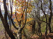 Alla Madonnina del Costone (1195 m) in veste autunnale da Salmezza-21ott24 - FOTOGALLERY